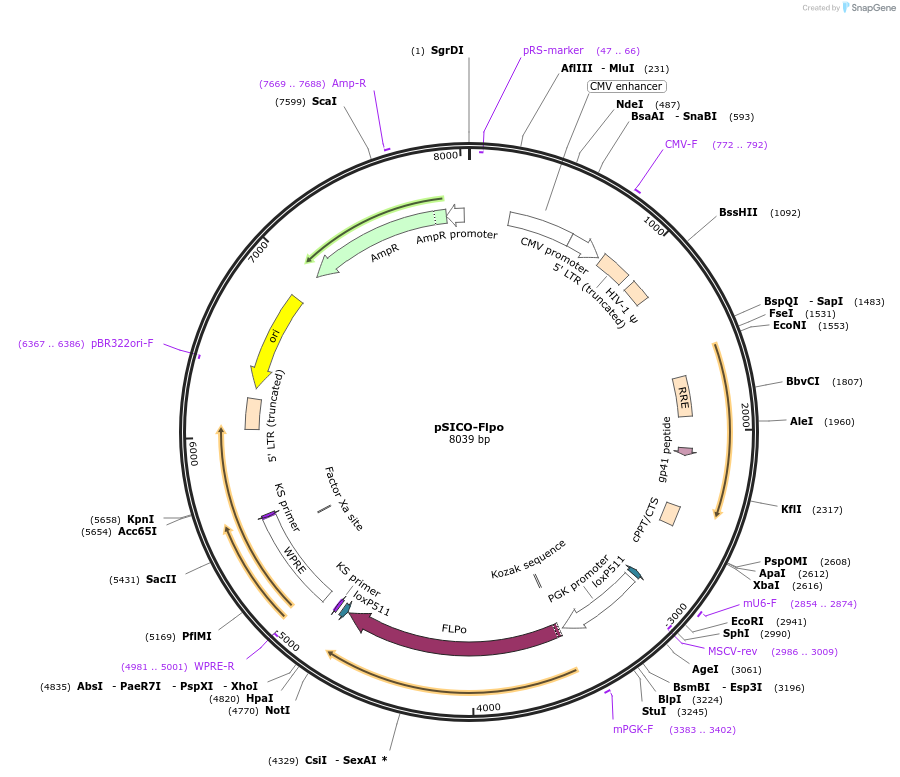 24969-plasmid-map-sequence-id-11529