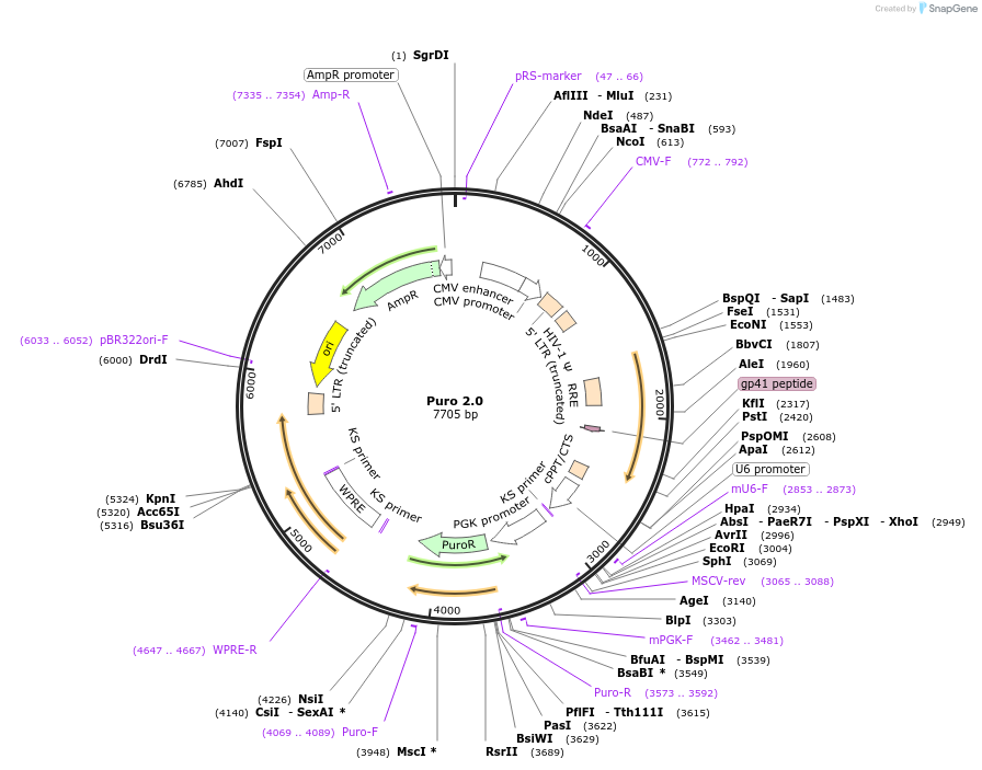 24970-plasmid-map-sequence-id-11530