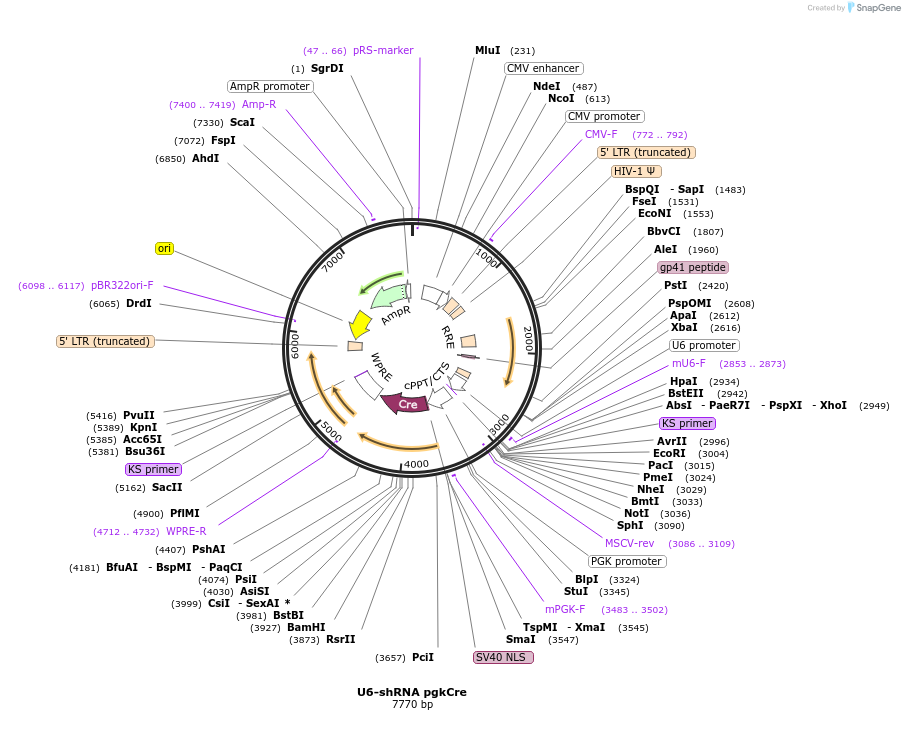 24971-plasmid-map-sequence-id-11531