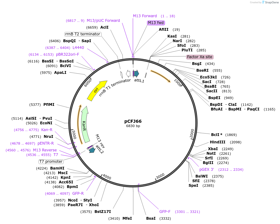 24981-plasmid-map-sequence-id-11533