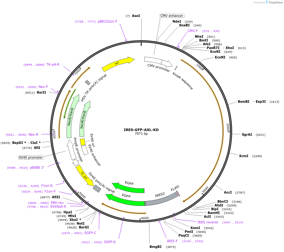 65498-plasmid-map-sequence-id-115389