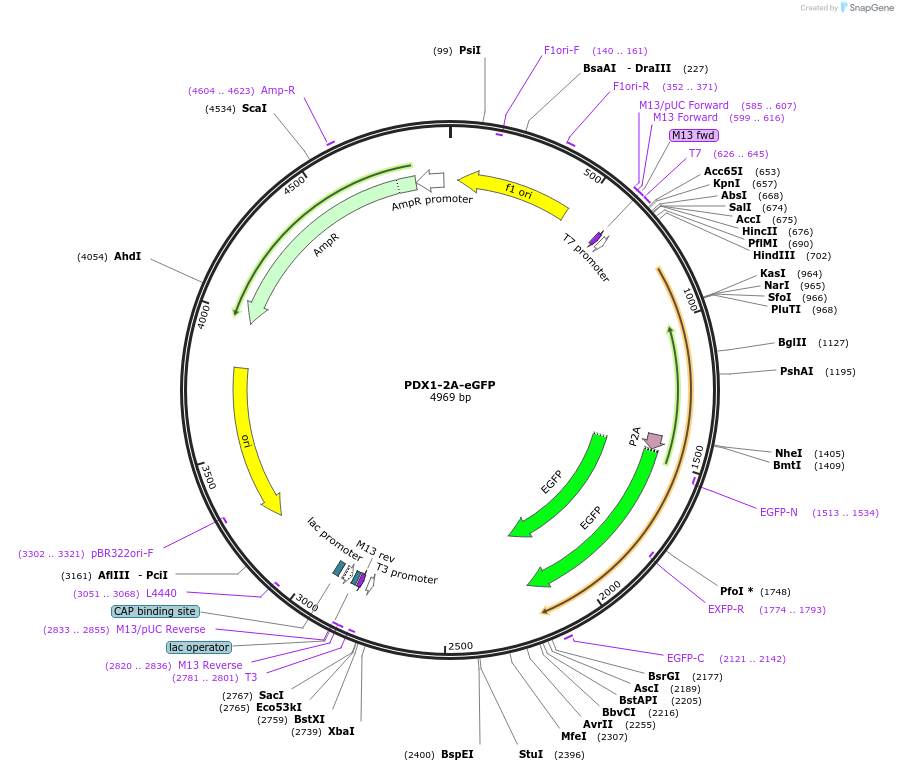 66964-plasmid-map-sequence-id-115398