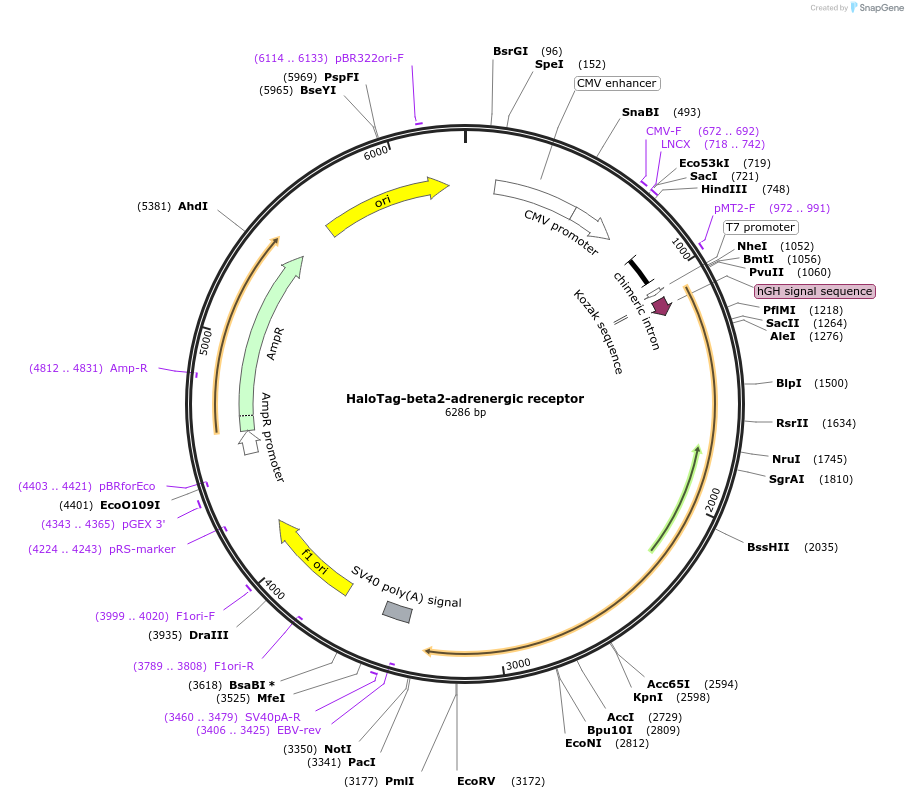 66994-plasmid-map-sequence-id-115414