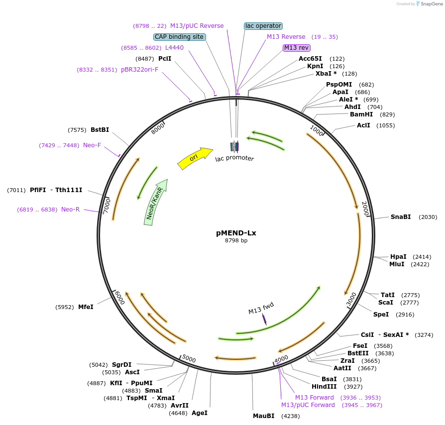 25010-plasmid-map-sequence-id-11542
