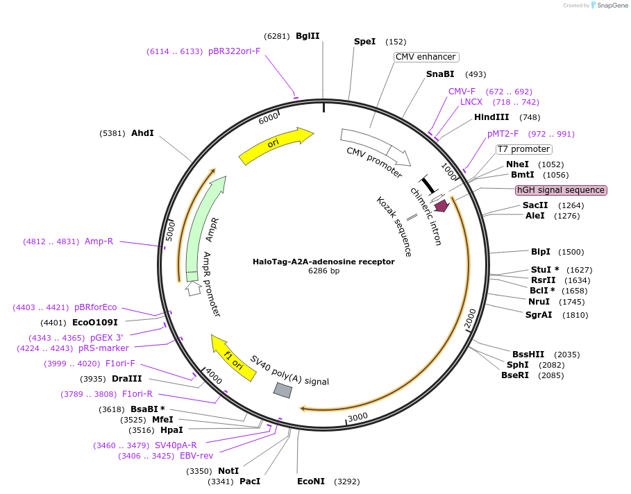 66995-plasmid-map-sequence-id-115422