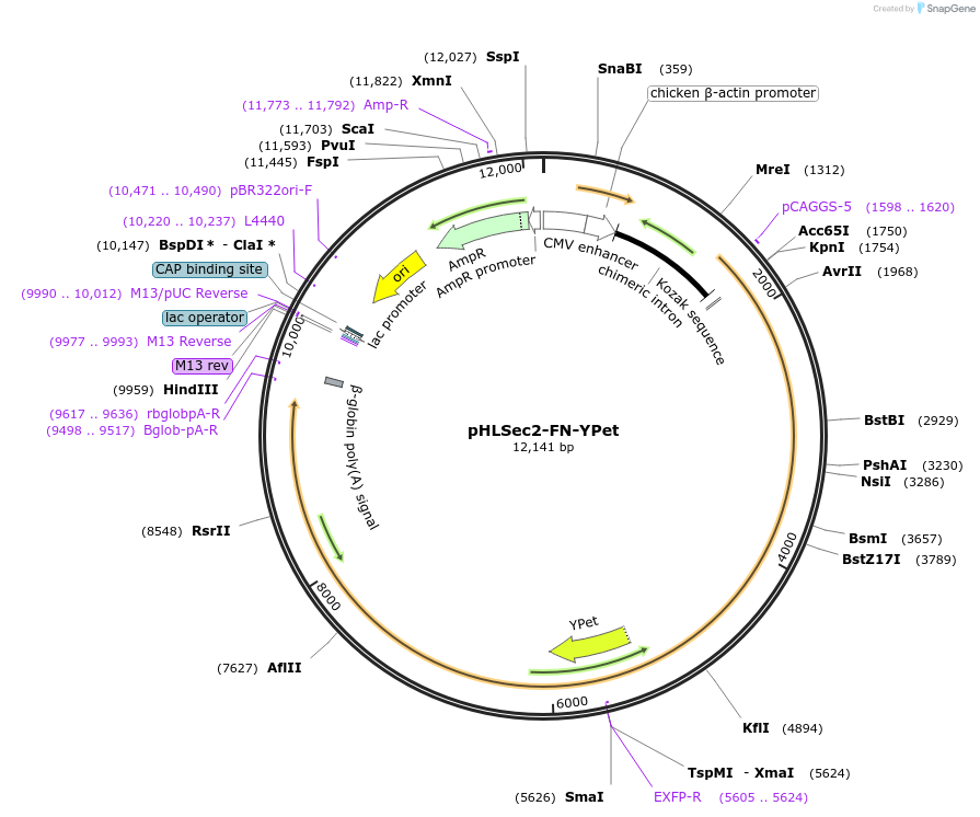 65421-plasmid-map-sequence-id-115435