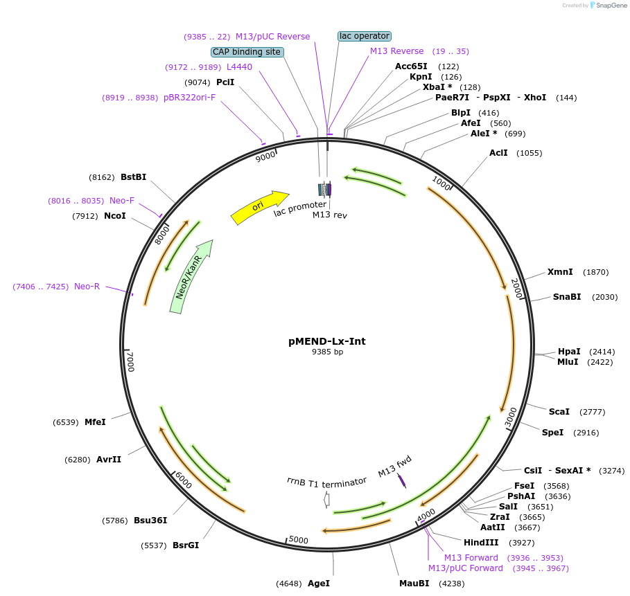 25014-plasmid-map-sequence-id-11545