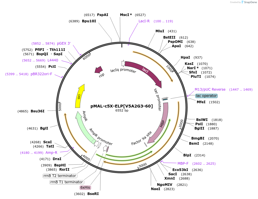 67009-plasmid-map-sequence-id-115450