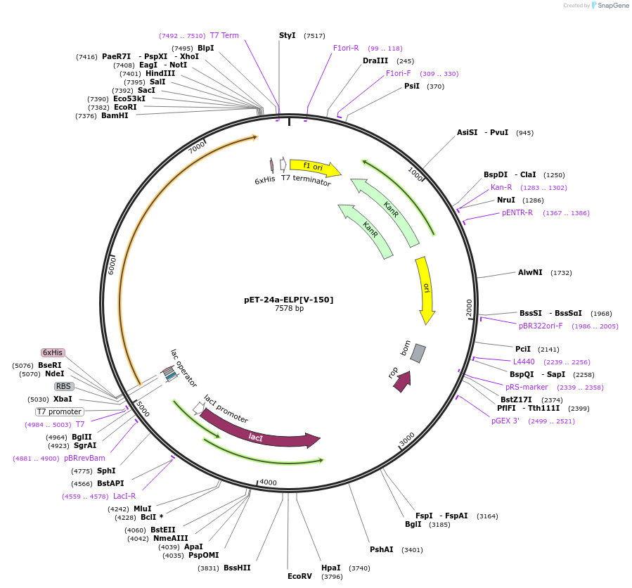67015-plasmid-map-sequence-id-115456