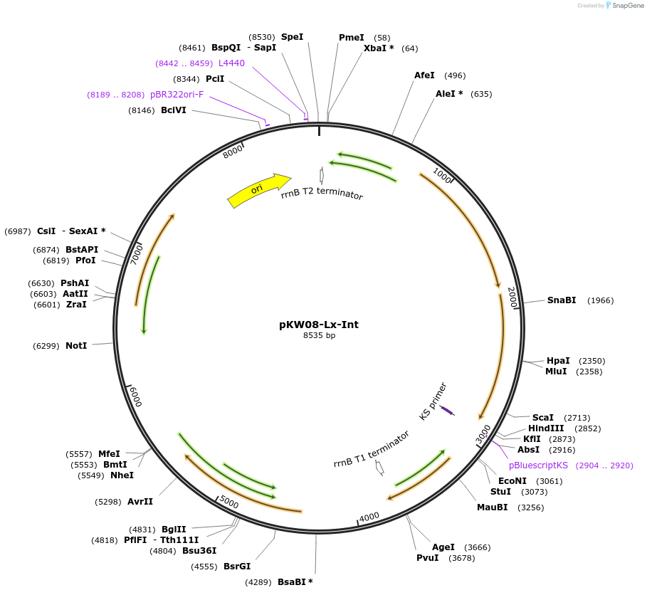25015-plasmid-map-sequence-id-11546
