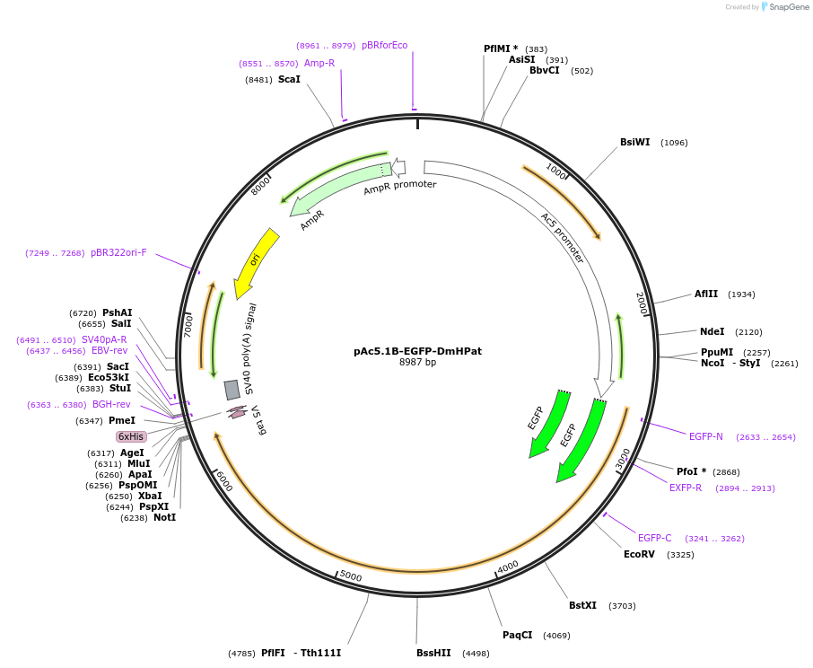 25029-plasmid-map-sequence-id-11547