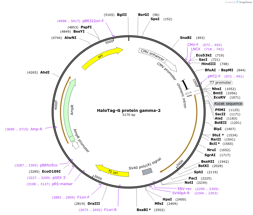 67018-plasmid-map-sequence-id-115487