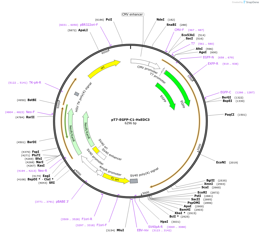 25032-plasmid-map-sequence-id-11550