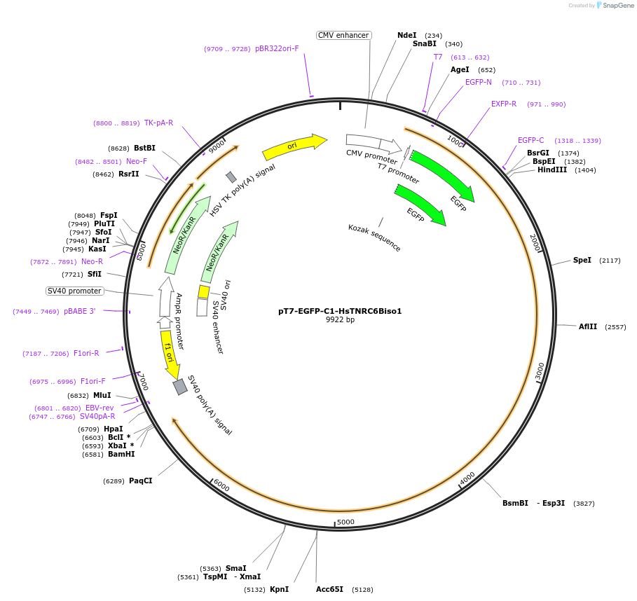 25034-plasmid-map-sequence-id-11552