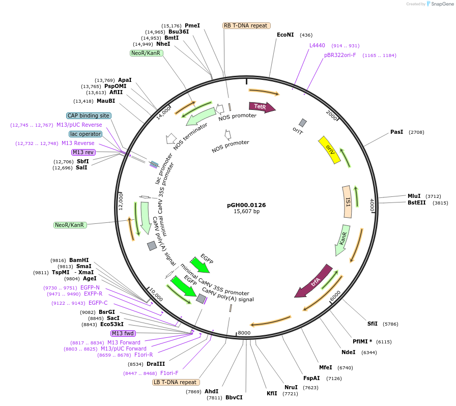 64257-plasmid-map-sequence-id-115529