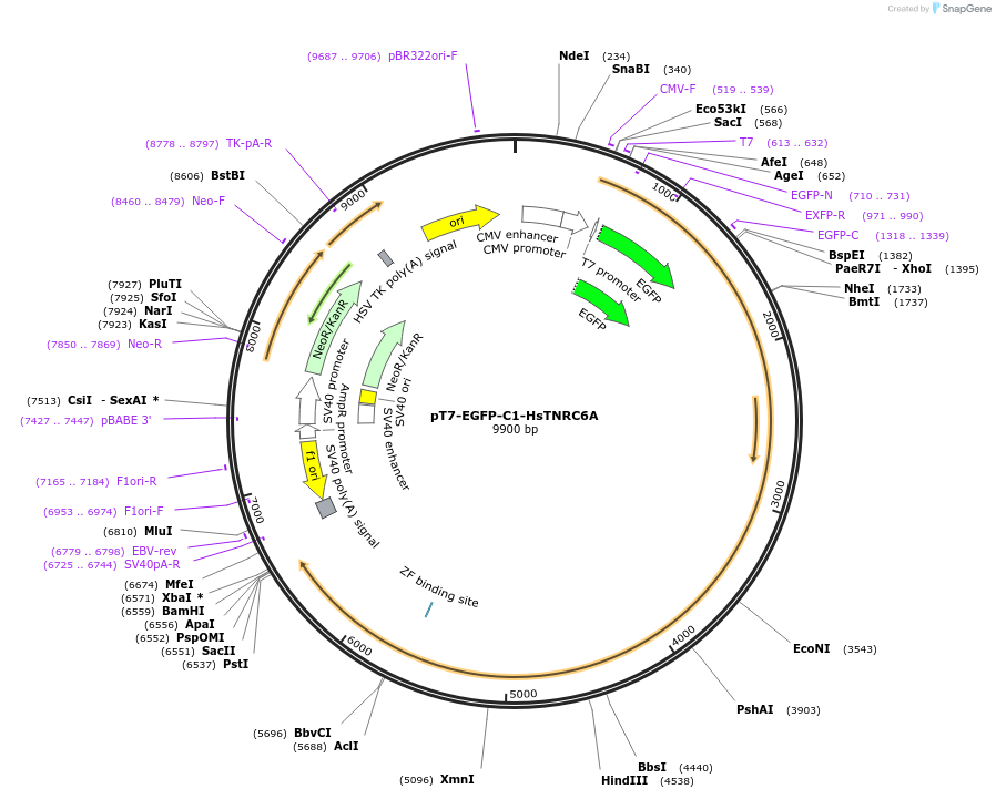 25035-plasmid-map-sequence-id-11553