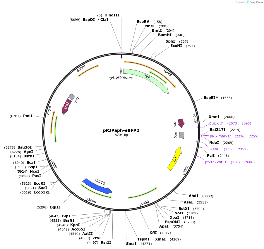 67030-plasmid-map-sequence-id-115538