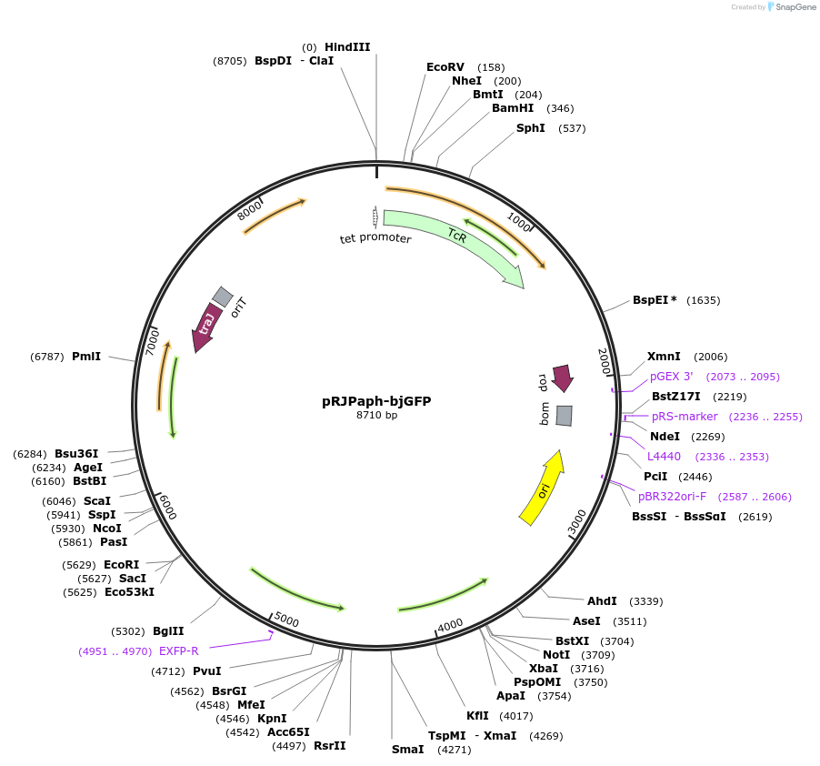 67032-plasmid-map-sequence-id-115543