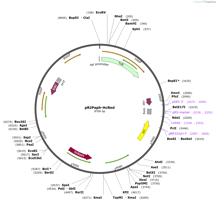 67035-plasmid-map-sequence-id-115548