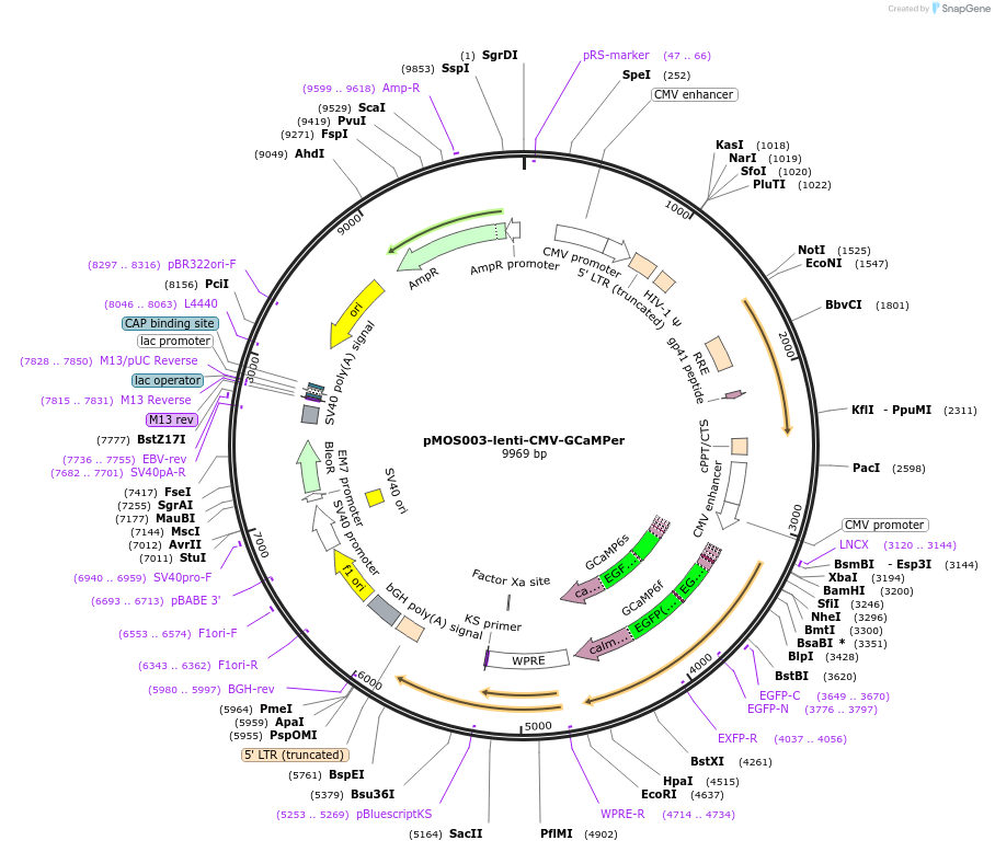 65227-plasmid-map-sequence-id-115559