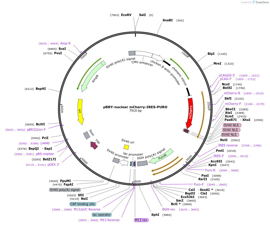 52409-plasmid-map-sequence-id-115591