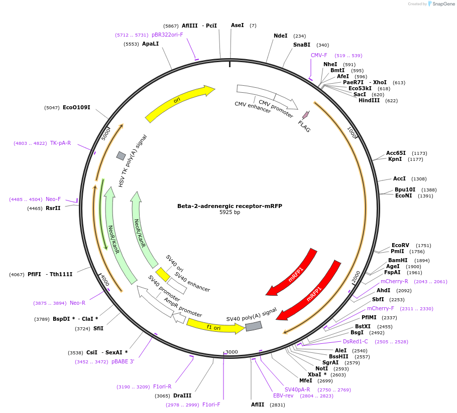 67145-plasmid-map-sequence-id-115593