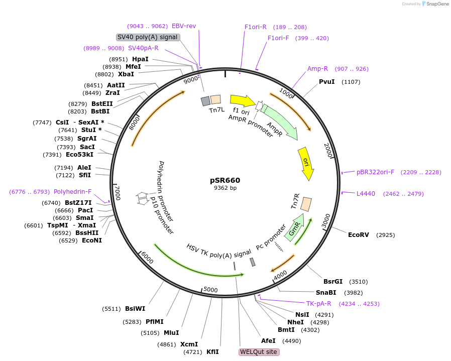 65216-plasmid-map-sequence-id-115626
