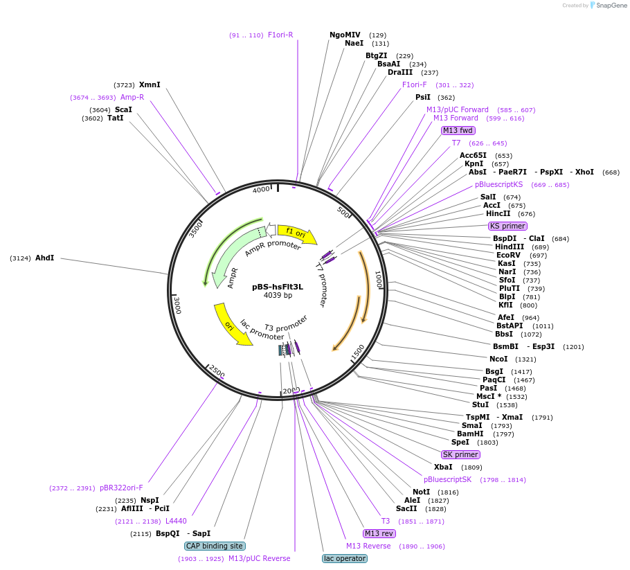 25074-plasmid-map-sequence-id-11564