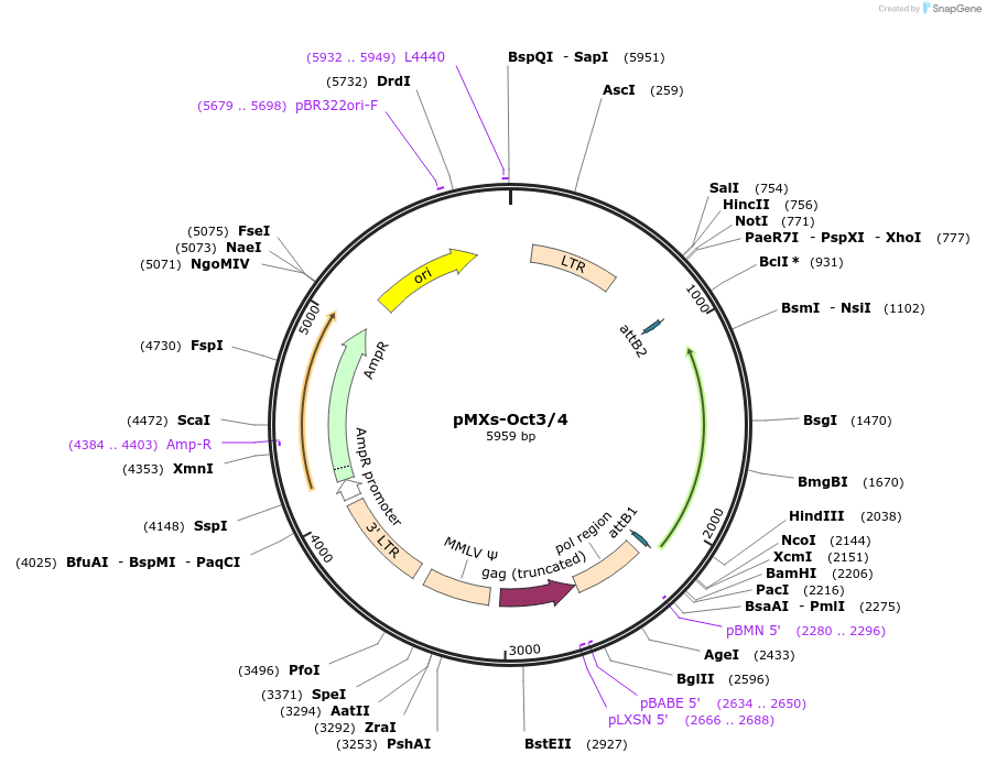 13366-plasmid-map-sequence-id-115643