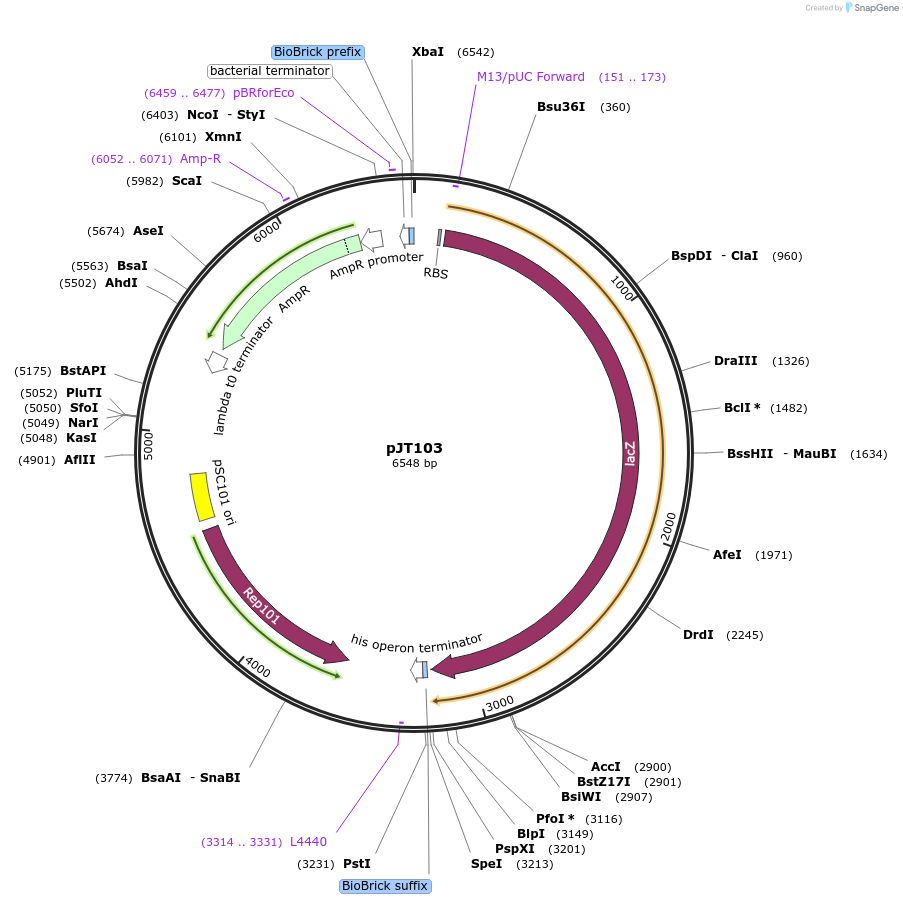 25087-plasmid-map-sequence-id-11565