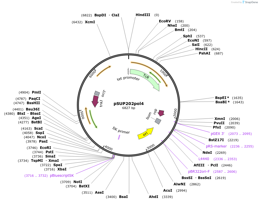 67184-plasmid-map-sequence-id-115677