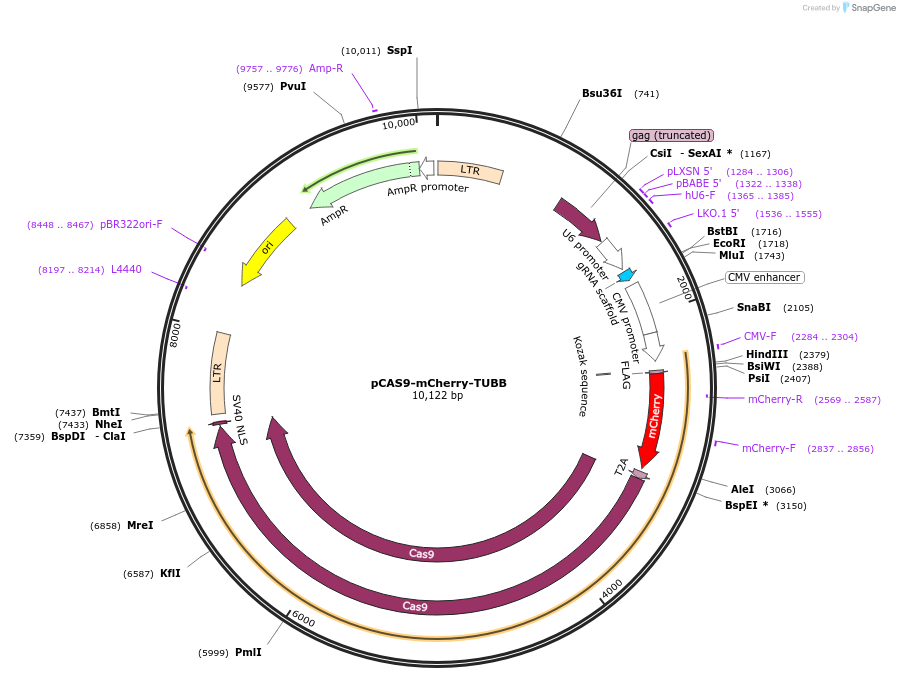 66942-plasmid-map-sequence-id-115685