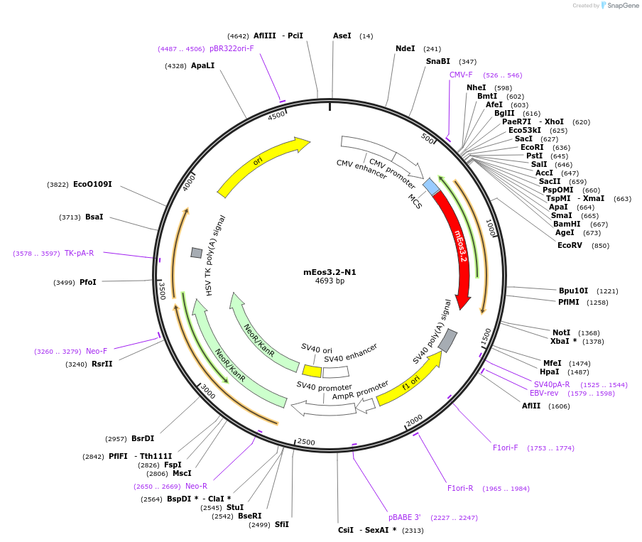 54525-plasmid-map-sequence-id-115694