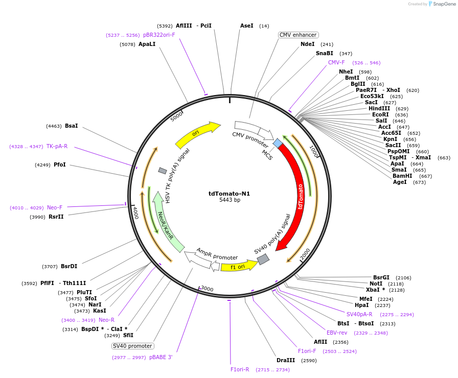 54642-plasmid-map-sequence-id-115699