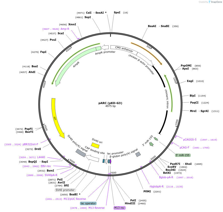 62682-plasmid-map-sequence-id-115746