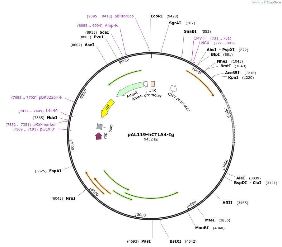 25100-plasmid-map-sequence-id-11578