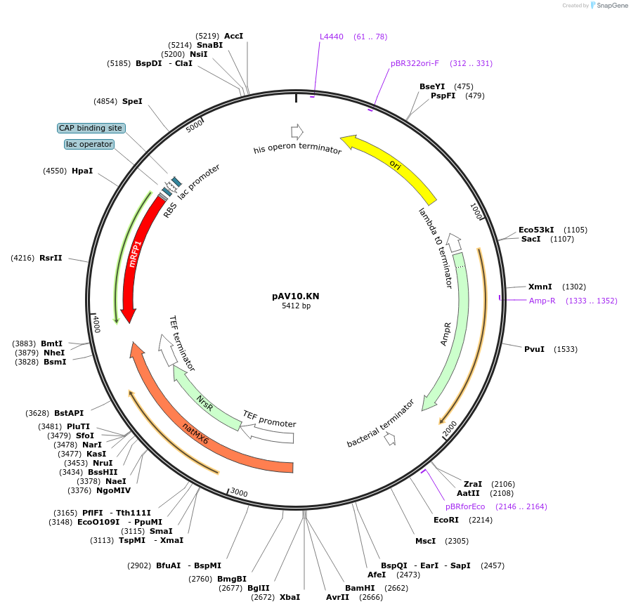 63209-plasmid-map-sequence-id-115799