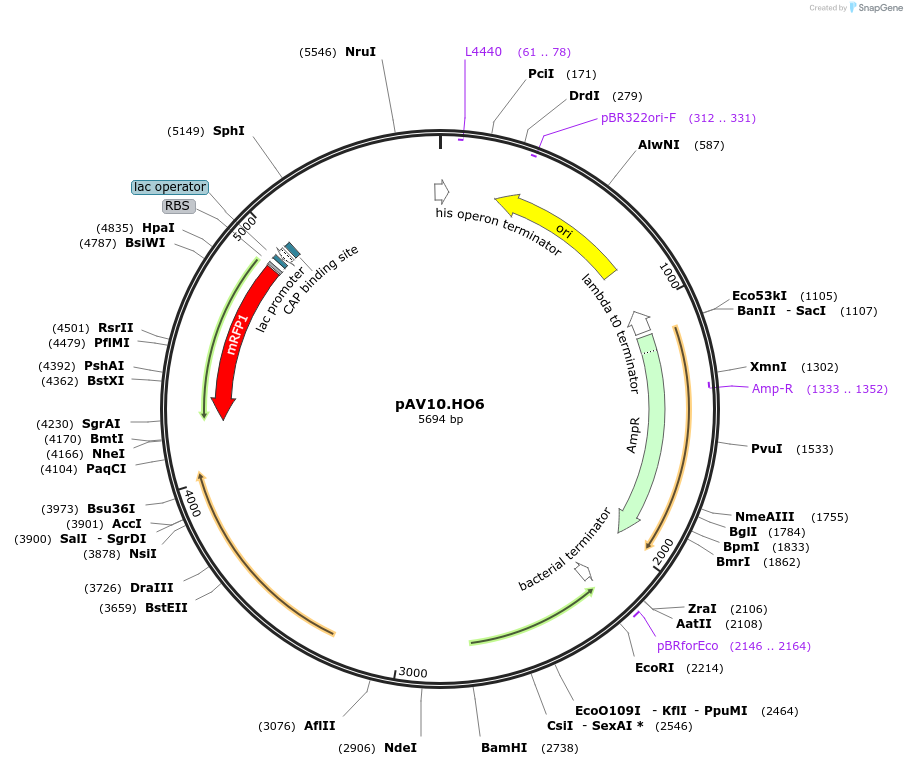 63211-plasmid-map-sequence-id-115802
