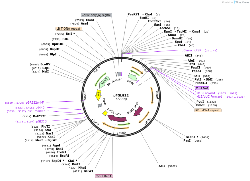 58225-plasmid-map-sequence-id-115839