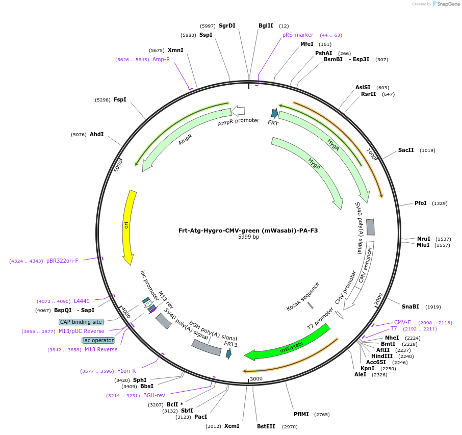 67276-plasmid-map-sequence-id-115894