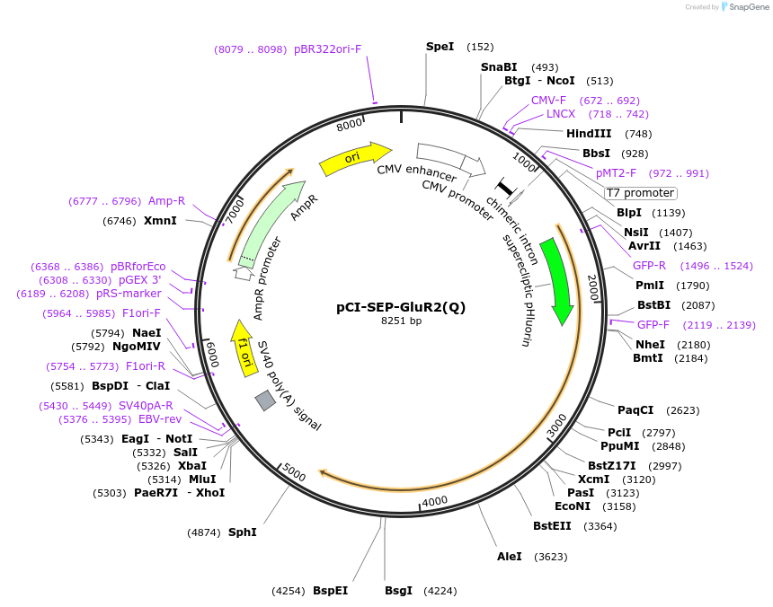24002-plasmid-map-sequence-id-115896