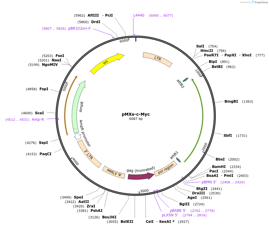 13375-plasmid-map-sequence-id-115898