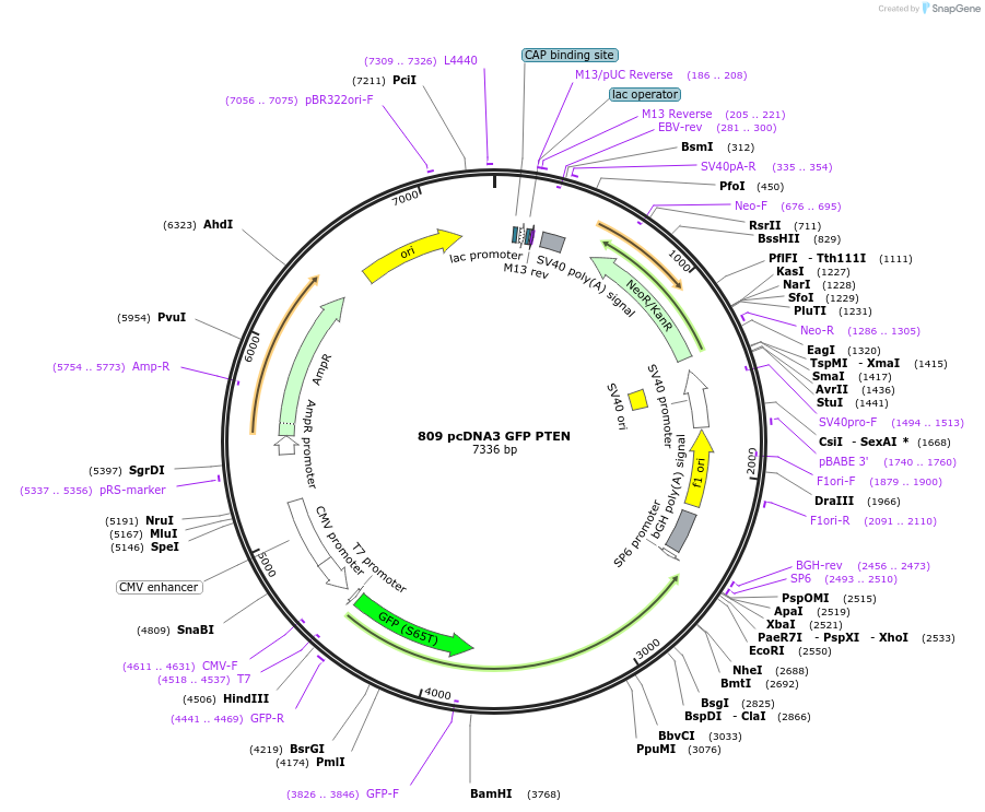 10759-plasmid-map-sequence-id-115910