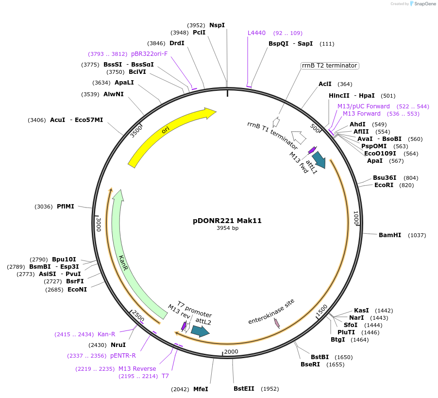 63761-plasmid-map-sequence-id-115917