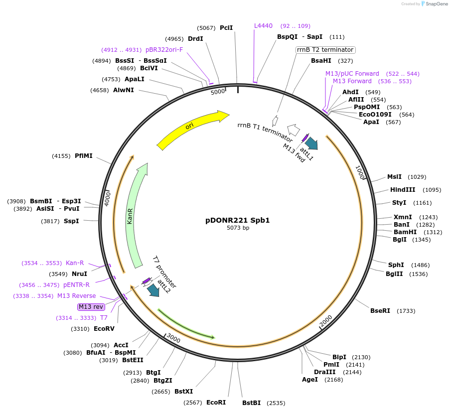 63777-plasmid-map-sequence-id-115919