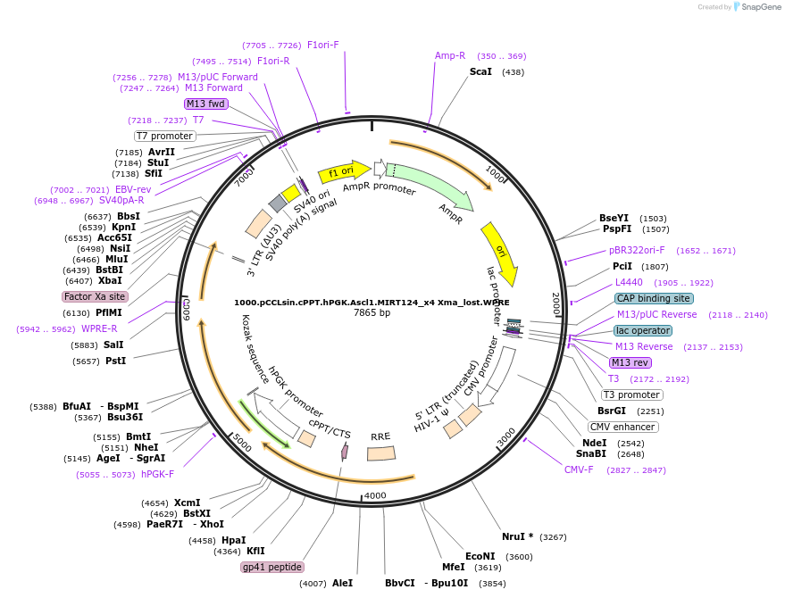 67290-plasmid-map-sequence-id-115981