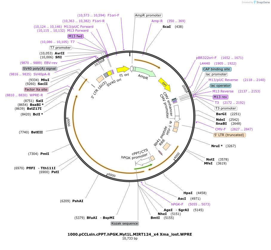 67293-plasmid-map-sequence-id-115985