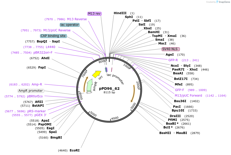1505-plasmid-map-sequence-id-116