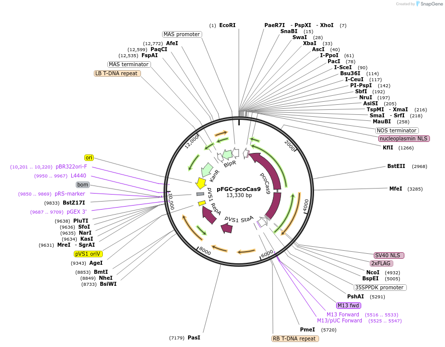 52256-plasmid-map-sequence-id-116013