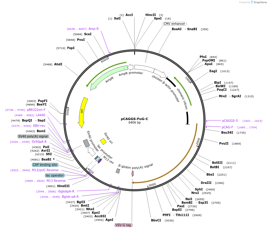 67512-plasmid-map-sequence-id-116094